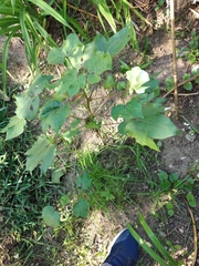 Gossypium barbadense