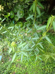 Codariocalyx motorius