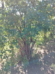 Calycanthus chinensis