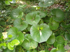 Farfugium japonicum japonicum