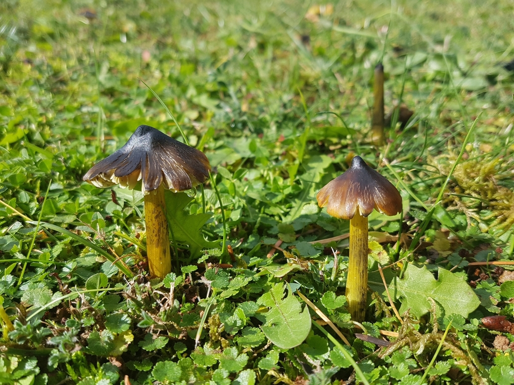 Hygrocybe conica · May 2021 · photo: © paulazermoglio (iNaturalist, cc0)