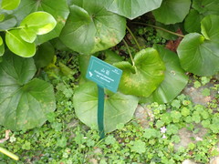 Farfugium japonicum japonicum