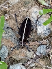 Dorcadion quadrimaculatum
