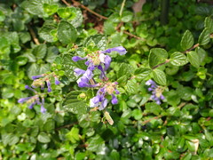 Scutellaria tashiroi
