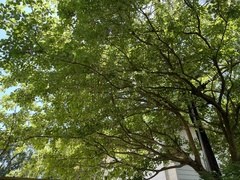 Chionanthus retusus
