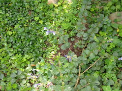 Scutellaria tashiroi