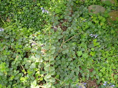 Scutellaria tashiroi