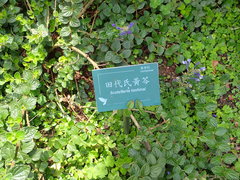 Scutellaria tashiroi