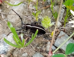 Dorcadion quadrimaculatum