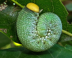 Trichiosoma triangulum