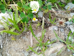 Dorcadion quadrimaculatum