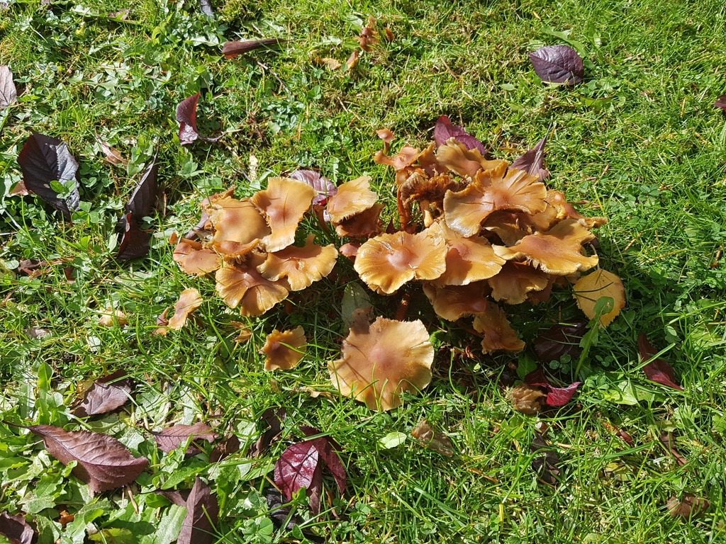Hypholoma frowardii · May 2021 · photo: © paulazermoglio (iNaturalist, cc0)