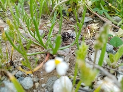 Dorcadion quadrimaculatum