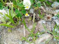 Dorcadion quadrimaculatum