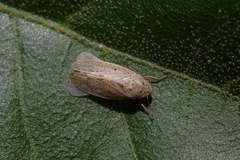 Negosiana