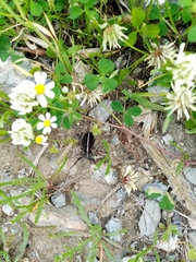 Dorcadion quadrimaculatum