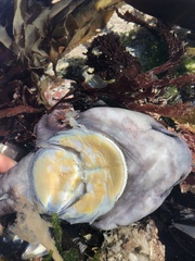 Chorisochismus dentex