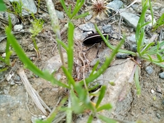 Dorcadion quadrimaculatum