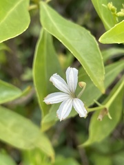 Scaevola gaudichaudiana