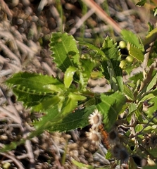Nidorella ivifolia