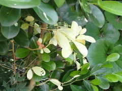 Suregada aequorea