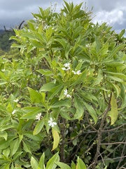 Scaevola gaudichaudiana