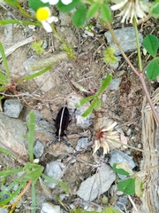 Dorcadion quadrimaculatum