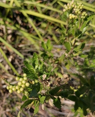Nidorella ivifolia