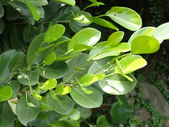 Suregada aequorea