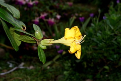 Schultesianthus