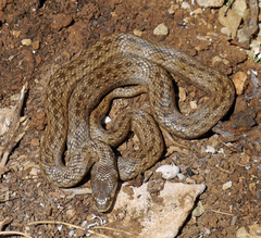 Macroprotodon mauritanicus