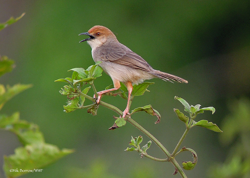 Chattering Cisticola