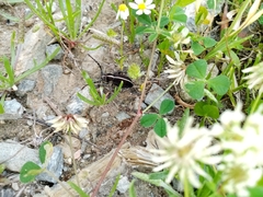 Dorcadion quadrimaculatum