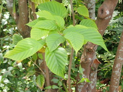 Corylopsis multiflora