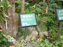 Corylopsis multiflora