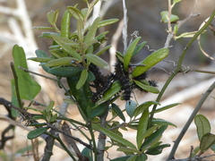 Hemileuca maia