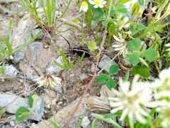 Dorcadion quadrimaculatum