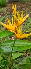 Heliconia × nickeriensis