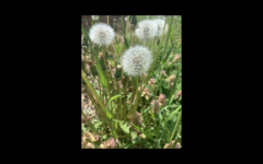 Taraxacum