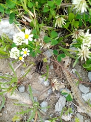 Dorcadion quadrimaculatum
