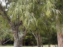 Sophora godleyi