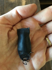 Haploblepharus pictus