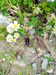 Dorcadion quadrimaculatum