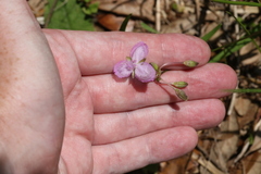 Callisia ornata