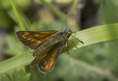 Ochlodes sylvanus