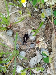 Dorcadion quadrimaculatum