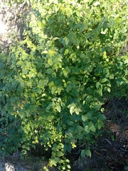 Halleria lucida