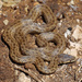 False Smooth Snake - Photo (c) Tomeu Bosch, some rights reserved (CC BY-NC), uploaded by Tomeu Bosch