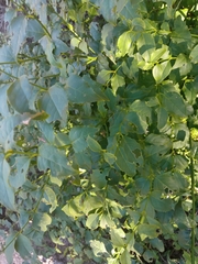 Halleria lucida