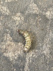 Scolecocampa liburna